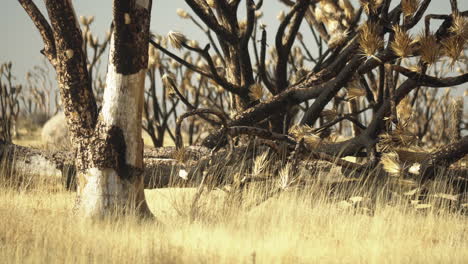 burned trees on the mojave preserve because of the water shortage