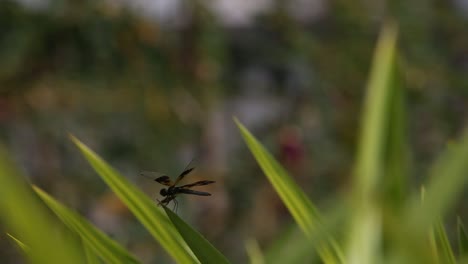 rice and dragonfly in early morning at surin province, thailand