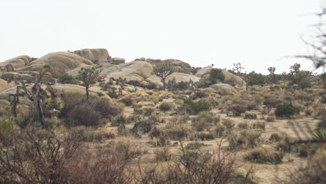 Die-Kamera-Gleitet-Sanft-Durch-Die-Ikonischen-Zweige-Der-Joshua-Trees-Wüstenlandschaft