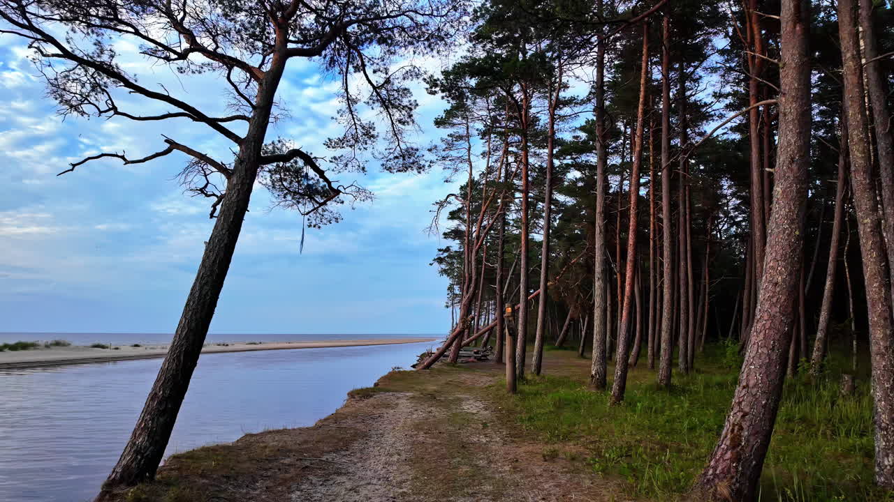 Vista di alberi alti sulla costa di Irbes ieteka, Kempings in Lettonia, di sera.