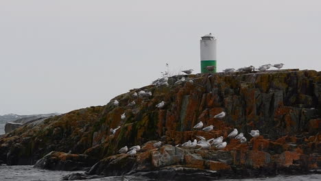 seagulls on rocks during a storm on lake superior in grand marais, minnesota