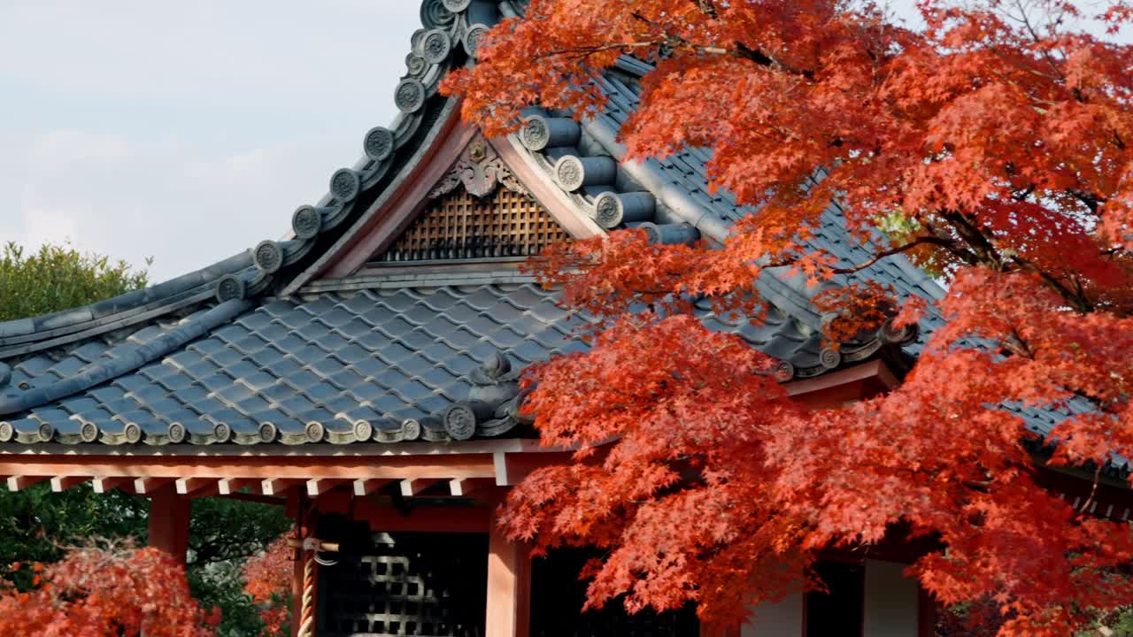 A traditional Japanese temple nestled among vibrant red maple trees during autumn.