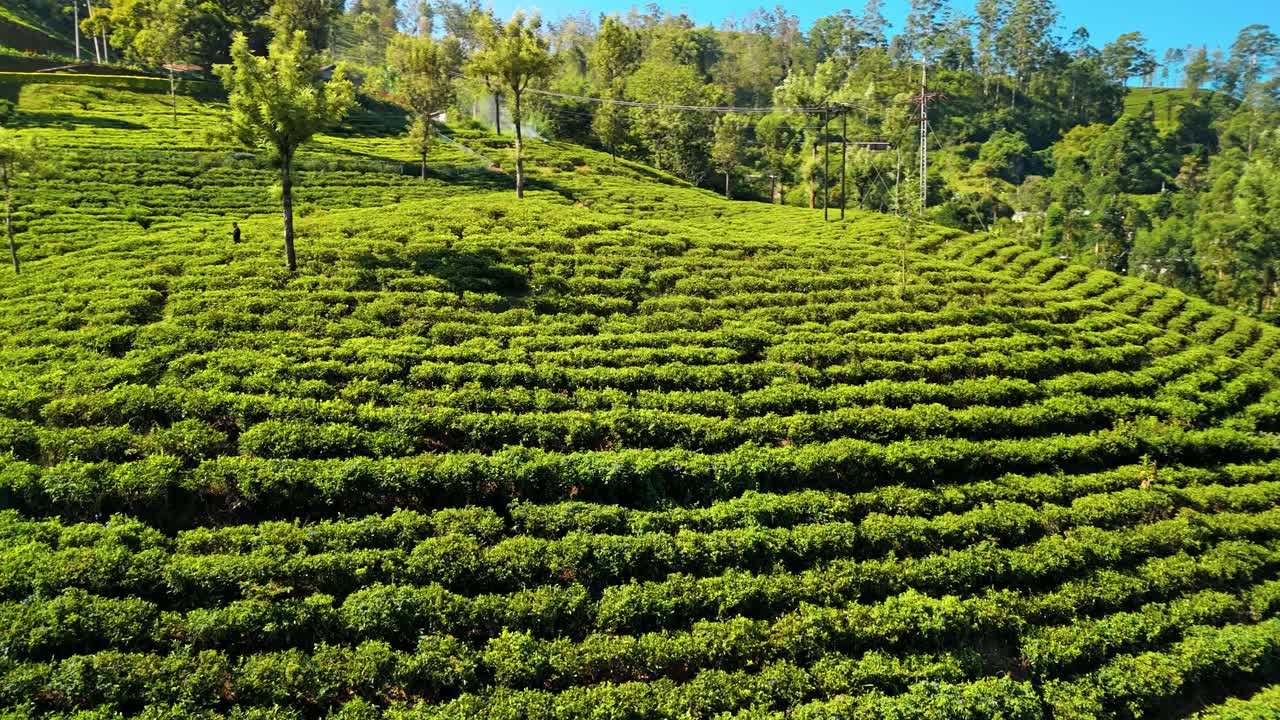 Discover the enchanting beauty of Nuwara Eliya’s tea plantations in Sri Lanka through stunning aerial drone footage.