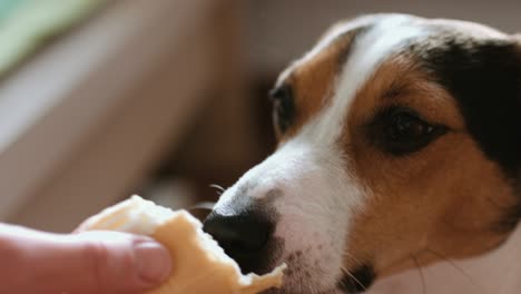 dog eat, biting and licking ice cream