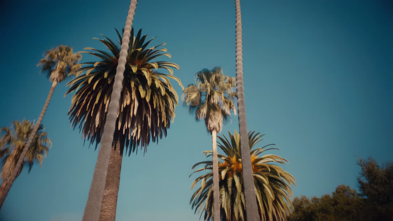 푸른 하늘에 대 한 야자수