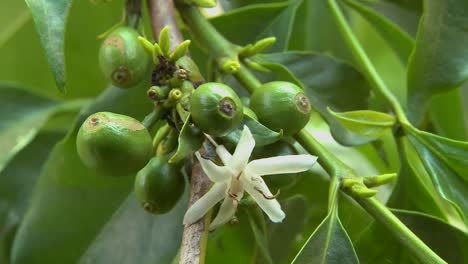 close up of coffee beans growing and flowering