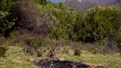 Ashes-and-coals-of-the-extinguished-fire-on-a-green-meadow-with-lush-vegetation-of-forest-background-on-high-mountain