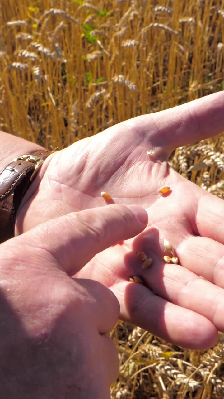 Hand holding grains of wheat with golden field background showcasing agricultural harvest