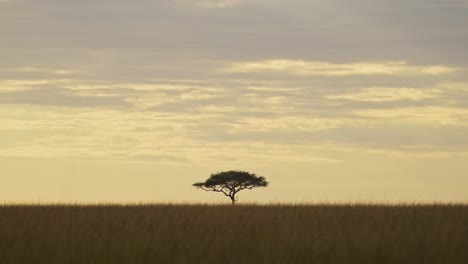 Amazing-African-landscape-in-Maasai-Mara-National-Reserve-as-sun-goes-down-at-sunset,-Acacia-trees-on-horizon-silhouetted-outline,-Kenya,-beautiful-Africa-Safari-scenery