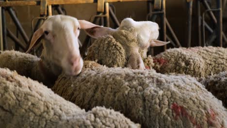 sheeps on a flock farm