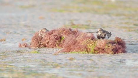 two sandpipers looking for food and flipping seaweed on beach shore in slow motion