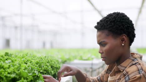 woman, farmer and plants in greenhouse