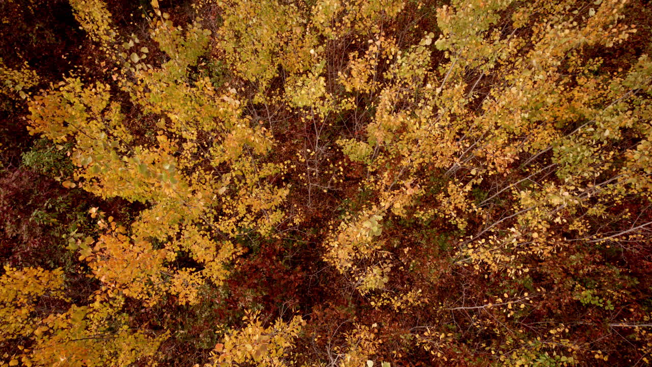 Rotating drone shot showcasing a stand of aspens awash in fall tones