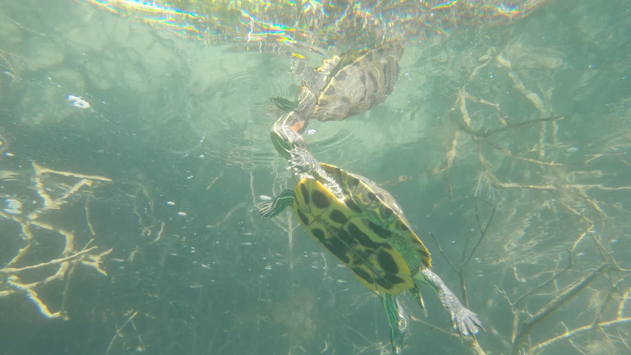 바다거북이 먹는 것