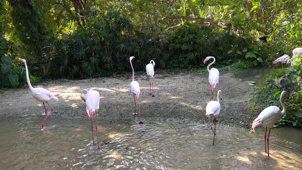 자연 서식지에서 분홍색 플라밍고