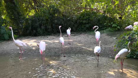 flamencos rosados en un hábitat natural