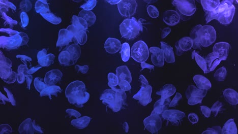 Beautiful-Jellyfishes