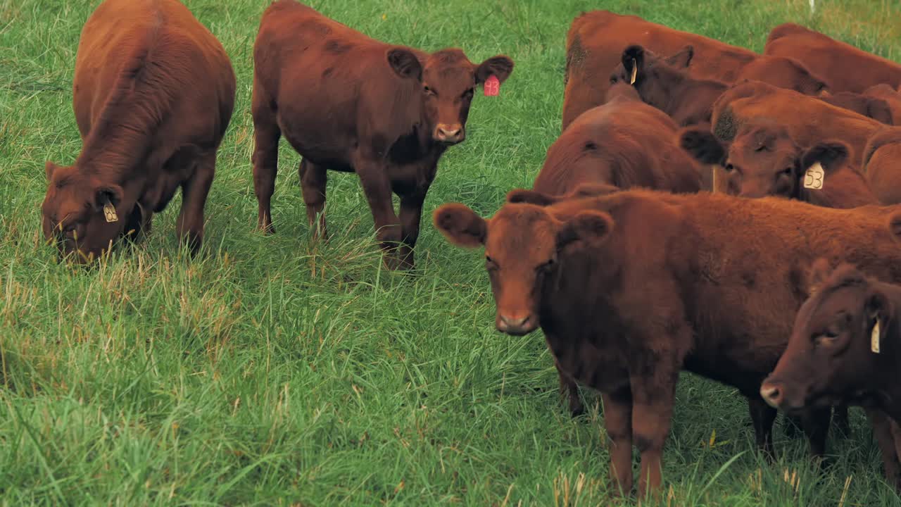 A medium shot captures a group of brown cows grazing closely together on a lush green pasture.