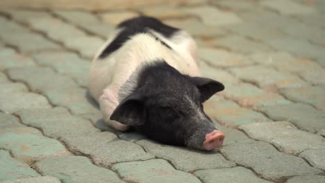 a cute pig falling asleep in a zoo