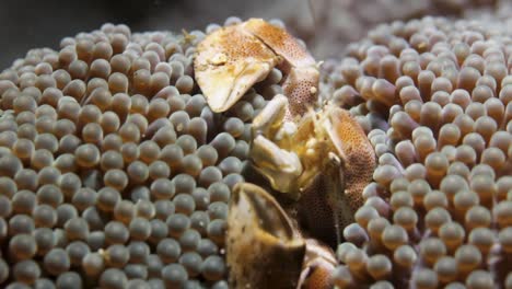 un cangrejo de anémona neopetrolisthes maculatus bien metido en su anémona huésped a salvo del ataque de los depredadores