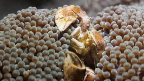 a neopetrolisthes maculatus anemone crab tucked tightly in its host anemone safe from the attack of predators