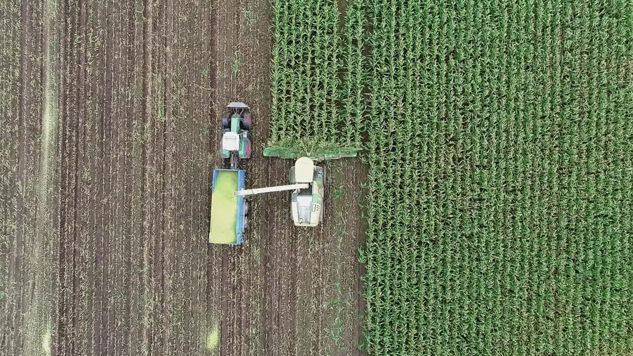 un clip de arriba hacia abajo de maíz que se cosecha, tritura y sopla en una unidad de remolque de tractor que conduce junto