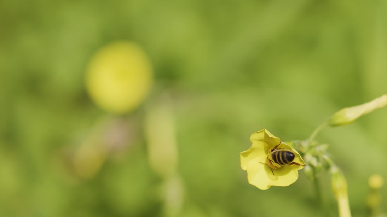 Bee on yellow flower feeding on nectar, then flying away; soft daylight, macro shot