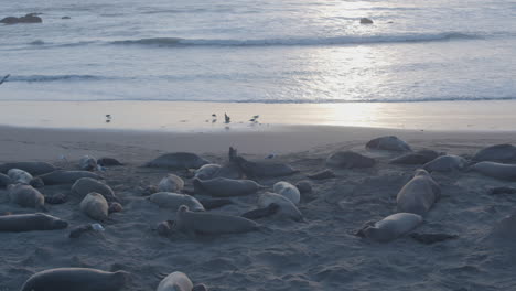 Aufsteigender-Schuss-Von-Seeelefanten,-Die-An-Einem-Strand-Mit-Sonnenuntergang-Im-Hintergrund-Am-Strand-Von-Elephant-Seal-Vista-Point-Kämpfen