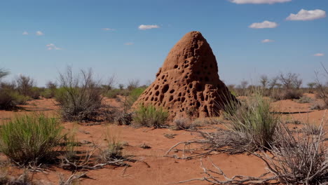 giant termite mounds in an arid landscape