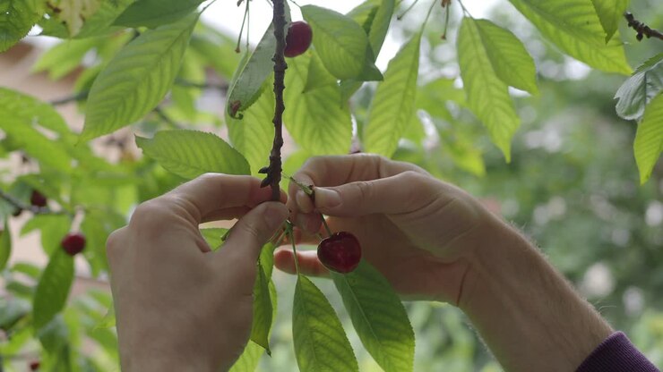 Raccogliere ciliegie da un albero