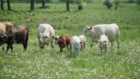 herd of cattle with young calfs roam dandelion filled field in slow motion on sunny day