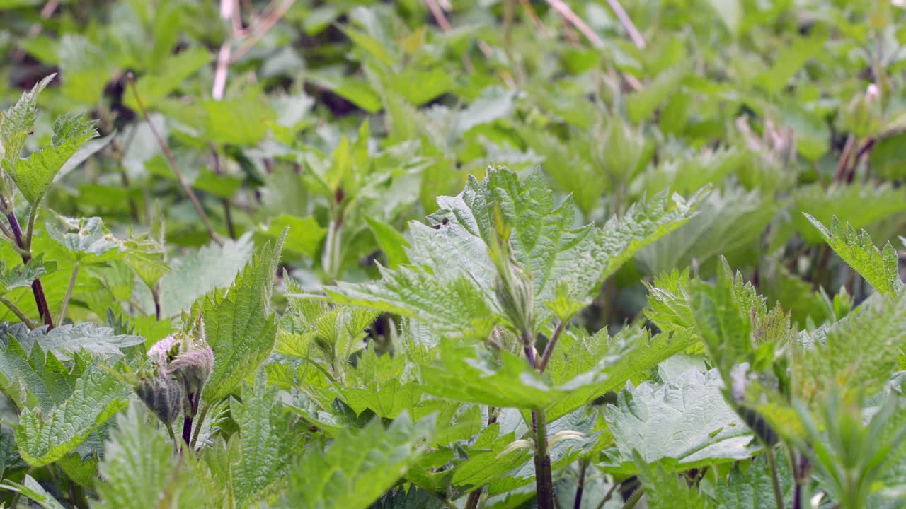 ortigas punzantes en un jardín en primavera