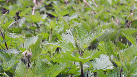 stinging nettles in a garden in spring