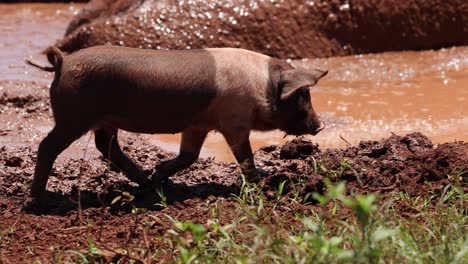 pig walking through and enjoying a muddy puddle