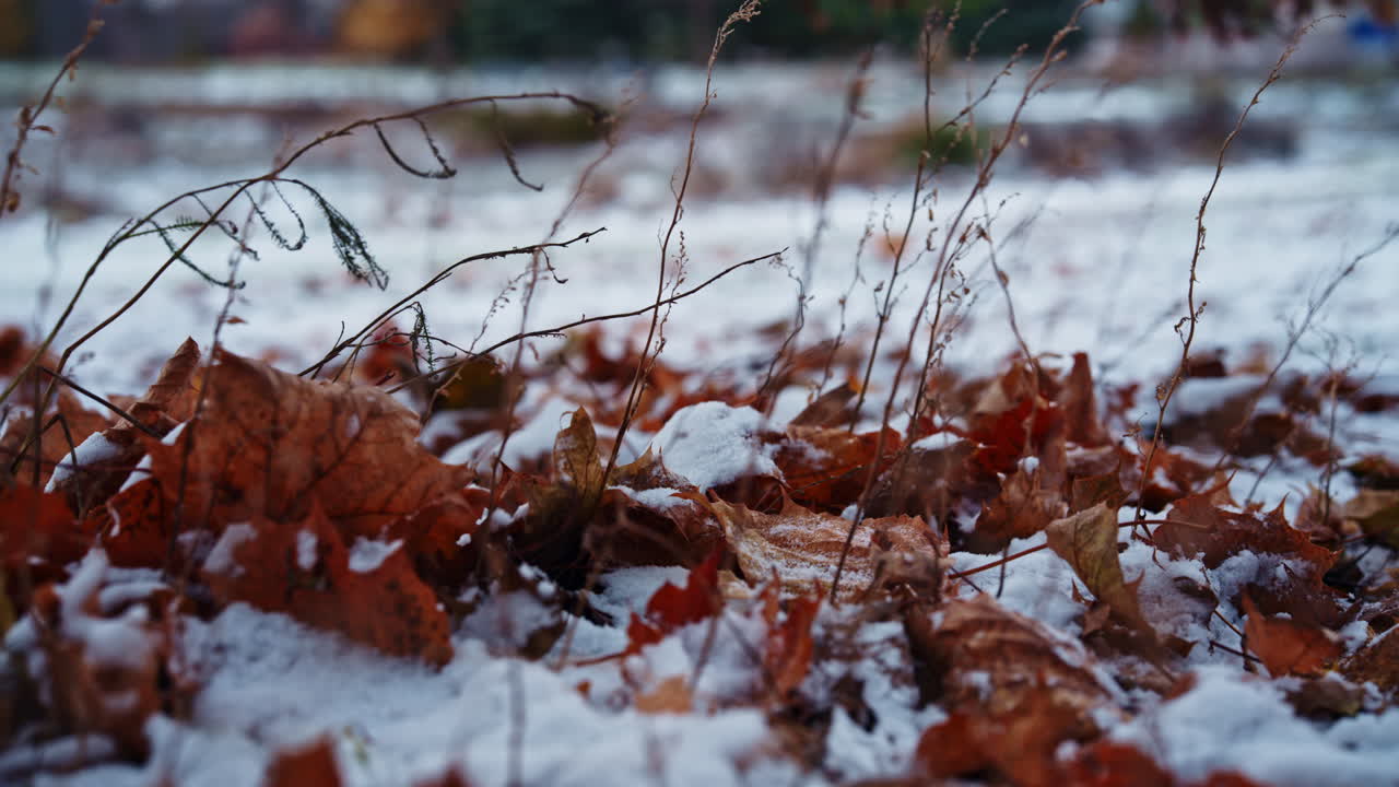 A cold breeze stirs autumn leaves and dry grasses on the ground, gently covered by the season’s first snowfall. Soft motion under evening light. Calm seasonal transition. Lateral movement