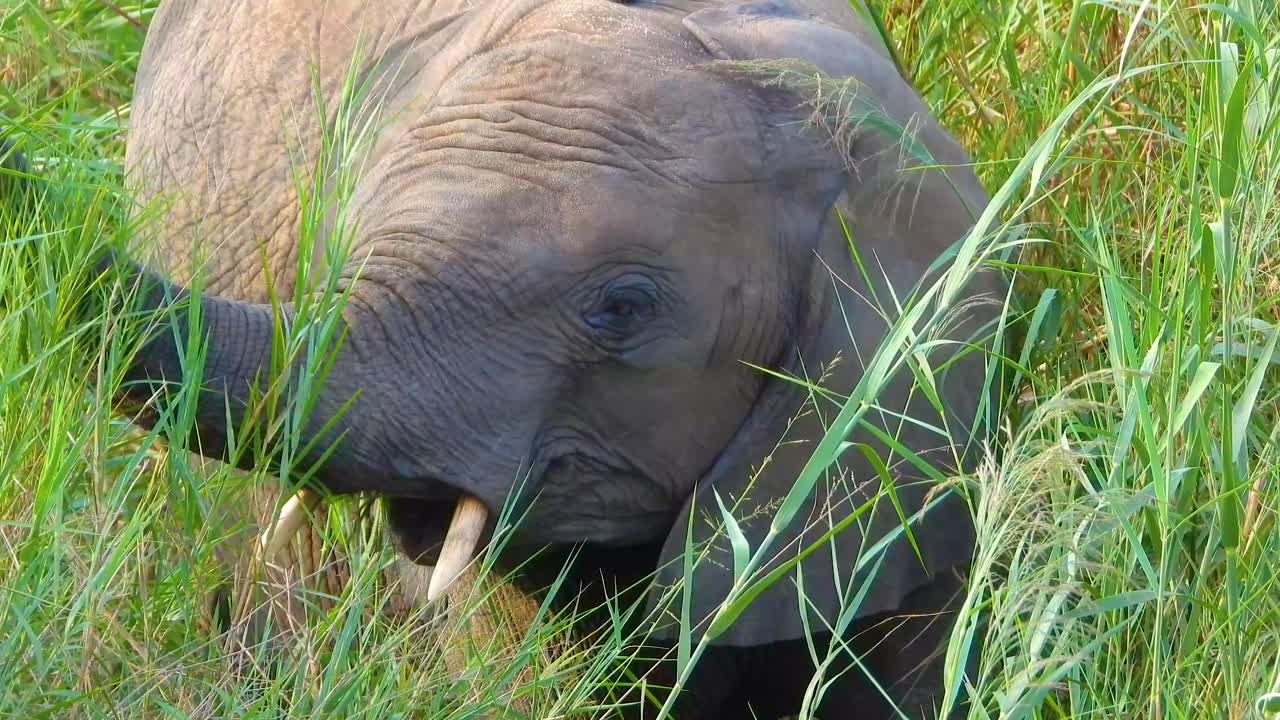 Portrait show of elephant chewing green grass and walking out of frame Kruger National Park