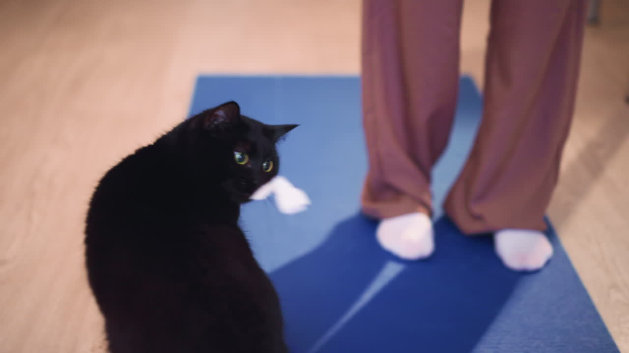 Joyful Feline Engages With Ribbon During Playtime, Playful Black Cat Frolics With Toy On Yoga Mat Happily, Cheerful Black Cat Interacts Enthusiastically With Ribbon Toy During Relaxing Yoga Session