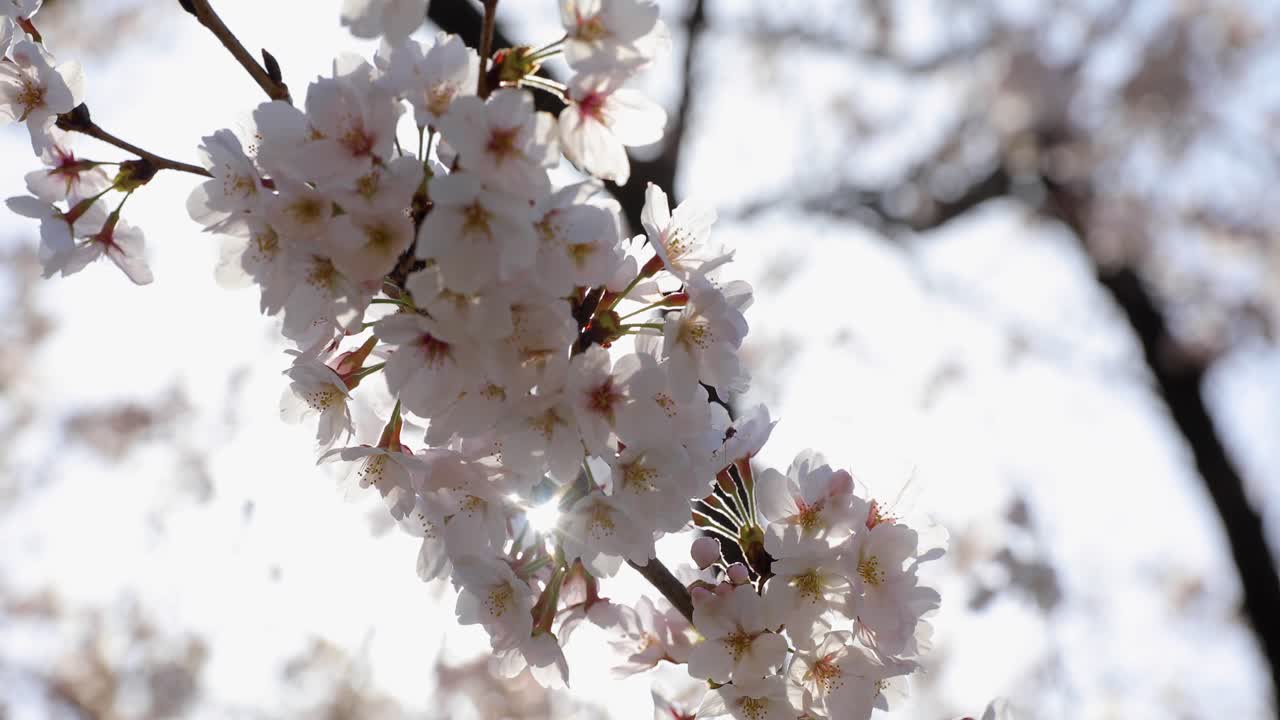 東京で一番の桜