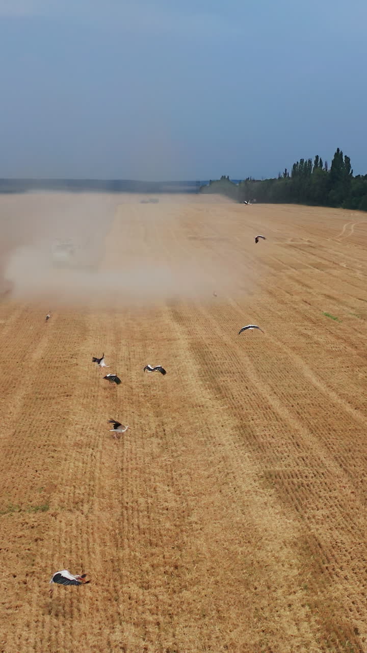 Agricultural yellow wheat harvesting by big combine. Field farming summer countryside. Vertical video
