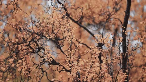 A-close-up-of-colorful-yellow-leaves-of-the-birch-tree-slowly-falling-swaying-in-the-air