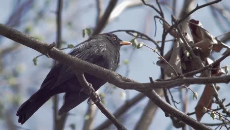 Zeitlupe-Halbnah-Tiefaufnahme-Einer-Jungen-Amsel,-Die-Auf-Einem-Sich-Im-Wind-Bewegenden-Ast-Sitzt