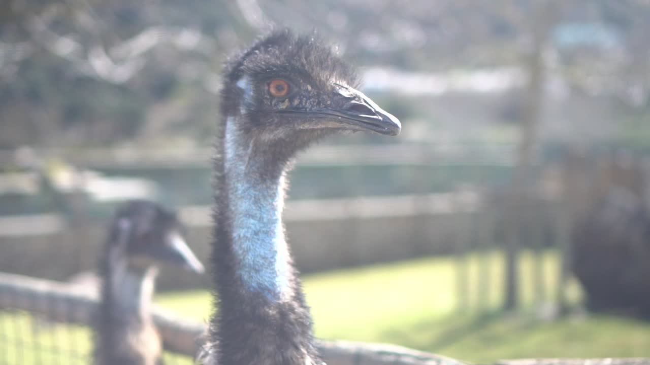 Two ostriches looking at the camera. Gazing into the distance. Thoughtful ostrich. Portrait, close-up, bokeh