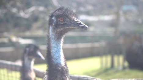 two ostriches looking at the camera. gazing into the distance. thoughtful ostrich. portrait, close-up, bokeh