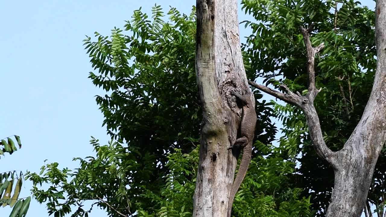 흐린 모니터 도마뱀은 태국과 아시아의 다른 국가에서 발견됩니다.