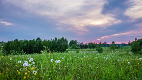 Tiefwinkelaufnahme-Der-Wolkenbewegung-über-Den-Himmel-Im-Zeitraffer-Während-Der-Abendzeit-Mit-Blick-Auf-Weiße-Und-Gelbe-Wildblumen-In-Voller-Blüte-Entlang-Des-Grünen-Grases