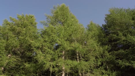 Larch-Trees-Swaying-in-the-Wind-in-a-Forest