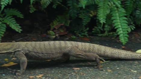 Zeitlupe-Des-Komodowarans,-Der-Seinen-Hals-Bewegt,-Hochwertige-4K-Videos