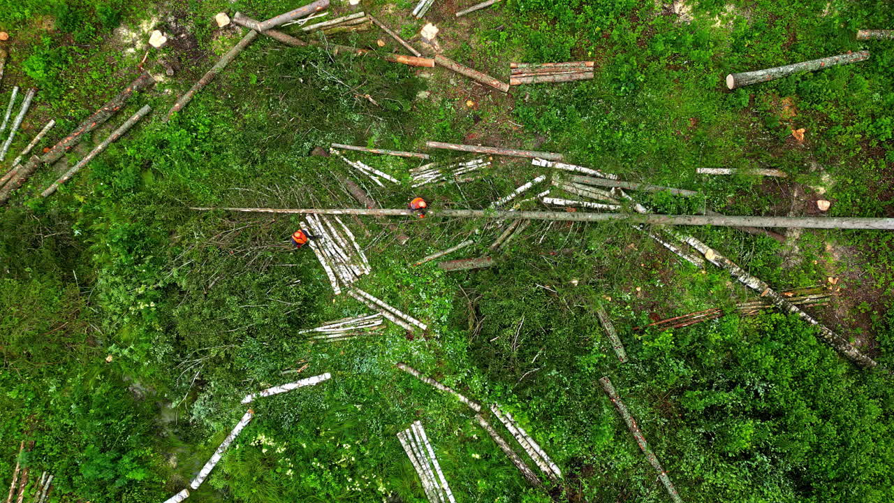 leñadores trabajando en el paisaje forestal, vista aérea de arriba hacia abajo