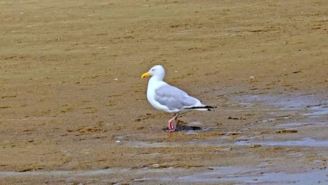 a lone seagull walking on old orchard beach maine