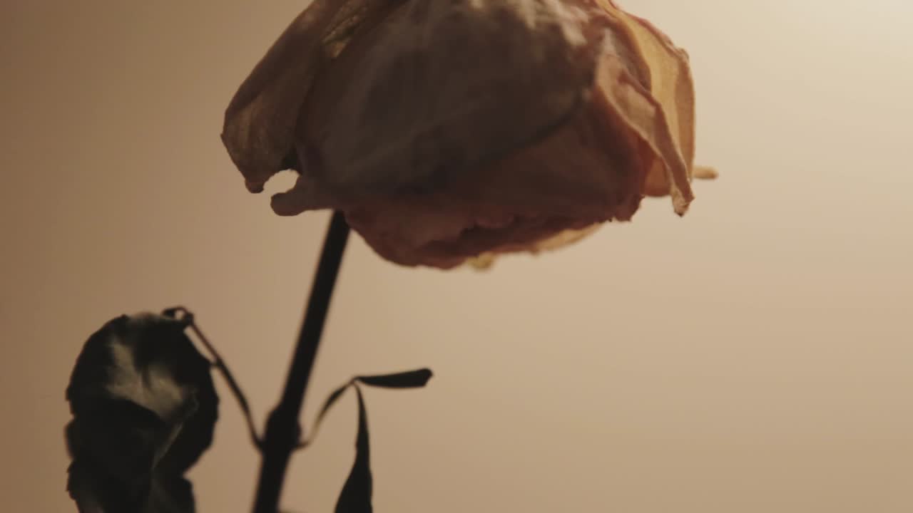 시들어가는 장미의 틸트 업 샷을 닫습니다.